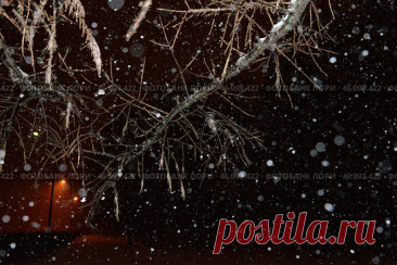 A tree branch covered in snow with a dark background Стоковое фото, фотограф Ilaronsia / Фотобанк Лори