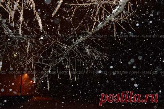 A tree branch covered in snow with a dark background Стоковое фото, фотограф Ilaronsia / Фотобанк Лори