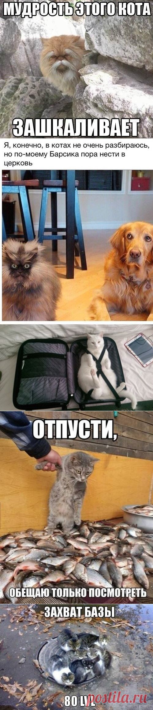 котики Поиск