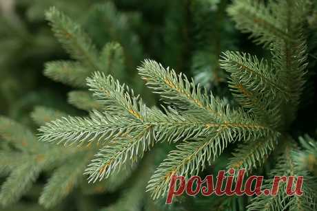 Ель 🌲 - купить саженцы ели недорого в Москве в питомнике «Зеленый Рай», каталог и цены