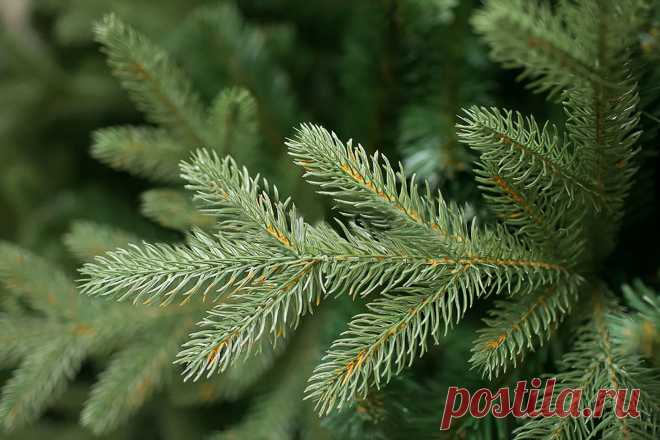Ель 🌲 - купить саженцы ели недорого в Москве в питомнике «Зеленый Рай», каталог и цены