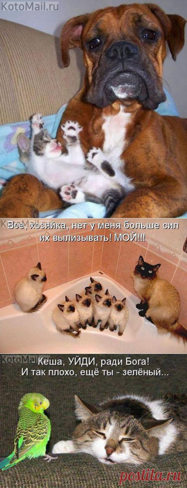 Надоело нянчиться | KotoMail.ru