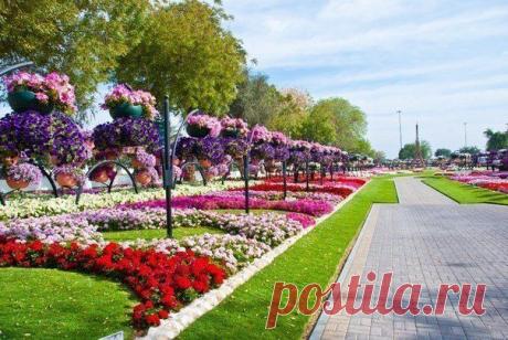 Цветник Al Ain Paradise, Абу-Даби, ОАЭ