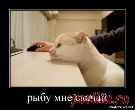 Торренты не только для людей))
