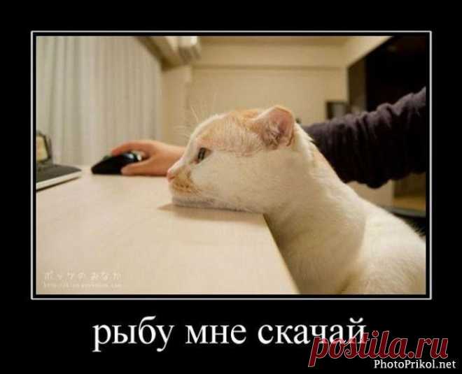Торренты не только для людей))