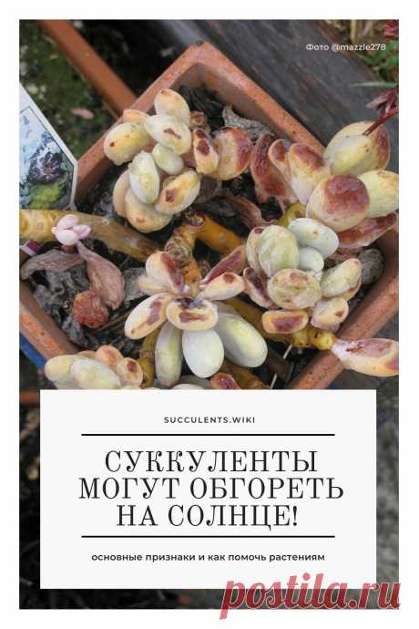 Как понять, что суккулент получил солнечный ожог и как ему помочь