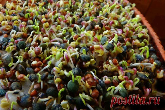 Стратификация семян: простые способы ~ Planetalsad