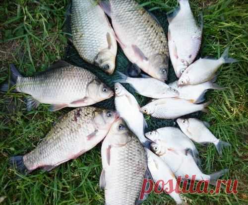 С удочкой в проводку