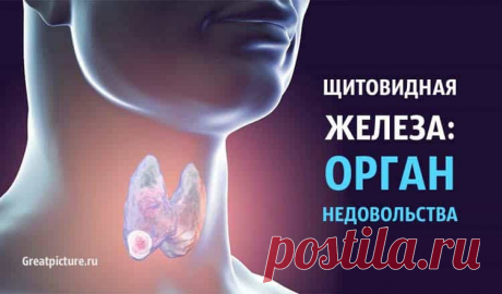Щитовидная железа: Орган НЕДОВОЛЬСТВА.Полезная статья. Щитовидная железа: Орган НЕДОВОЛЬСТВА. То плохое, с чем я сталкиваюсь, я сам притягиваю к себе неправильным мышлением. Всякая трудность –