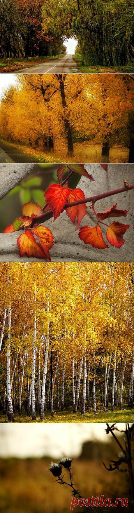 Осеннее настроение | Фотоискусство