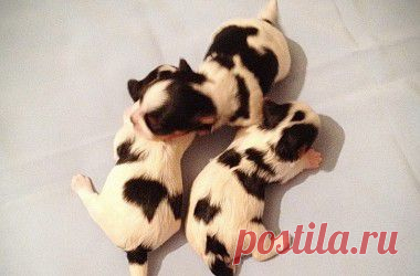 Маленькие щенки бивера