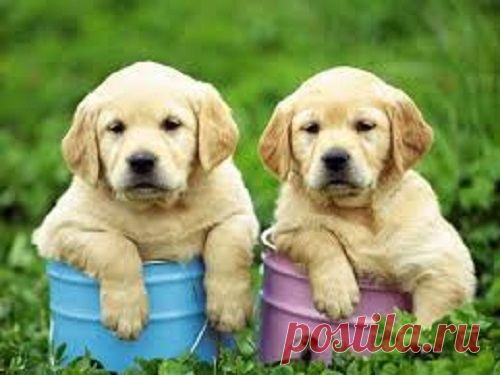 Какая собака подойдет вам по Знаку Зодиака Каждый человек уникален, однако от того, под какой звездой он родился, зависят многие черты характера. Особенности животных также зависят от расположения звезд, поэтому при выборе питомца ориентируйтесь на советы астрологов.