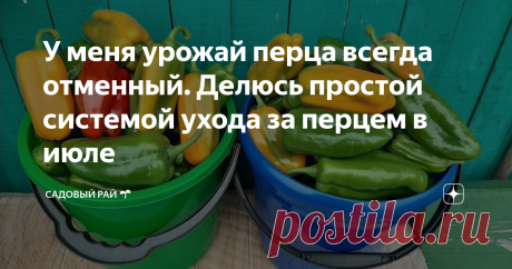 У меня урожай перца всегда отменный. Делюсь простой системой ухода за перцем в июле | Садовый рай 🌱 | Яндекс Дзен