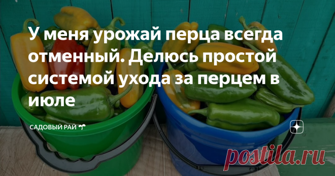 У меня урожай перца всегда отменный. Делюсь простой системой ухода за перцем в июле | Садовый рай 🌱 | Яндекс Дзен