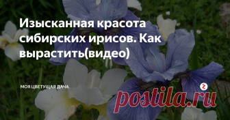 Изысканная красота сибирских ирисов. Как вырастить(видео) Ирисы сибирские – одни из моих любимых многолетников. У меня растет несколько кустов. Я люблю все ирисы – и бородатые с их роскошными фантастическими цветами, но особенно мне милы сибирские – более скромные, но изысканные и изящные.
Достоинства ирисов сибирских
Они  весьма неприхотливы – морозо- и ветроустойчивы, не нуждаются ни в укрытии,      ни в подвязывании;
хорошо  растут как в тени, так и н