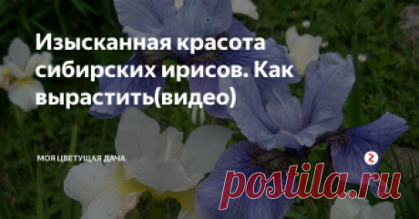 Изысканная красота сибирских ирисов. Как вырастить(видео) Ирисы сибирские – одни из моих любимых многолетников. У меня растет несколько кустов. Я люблю все ирисы – и бородатые с их роскошными фантастическими цветами, но особенно мне милы сибирские – более скромные, но изысканные и изящные.
Достоинства ирисов сибирских
Они  весьма неприхотливы – морозо- и ветроустойчивы, не нуждаются ни в укрытии,      ни в подвязывании;
хорошо  растут как в тени, так и н