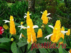 Пахистахис. Правильный уход. | Женский мир