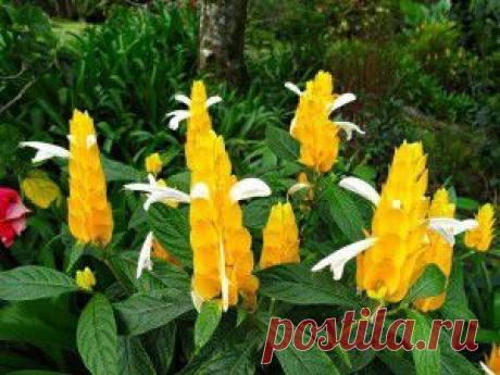 Пахистахис. Правильный уход. | Женский мир