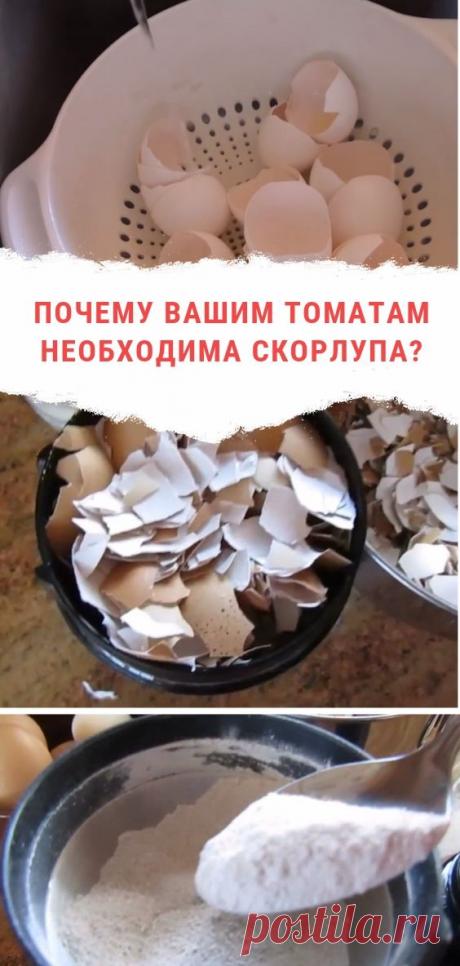 Использование яичной скорлупы как удобрения на огороде, даче, участке и даже дома.