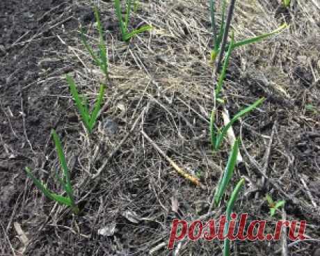 Уход за озимым чесноком весной | Домашняя ферма