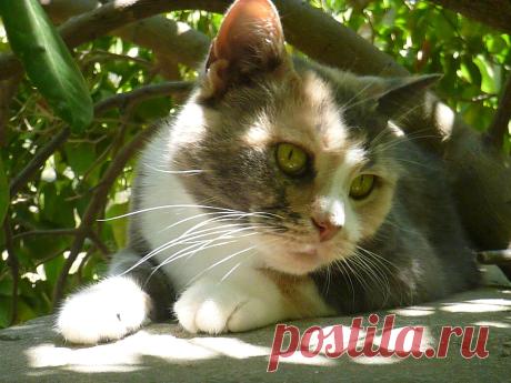 кошка на заборе