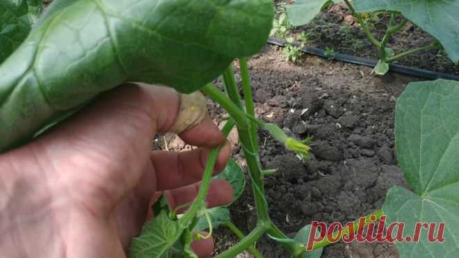 Увеличиваем урожай огурцов в ДВА(!!!) раза: