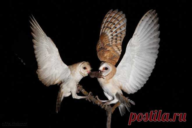 Barn Owl by Ilia Shalamaev / 500px