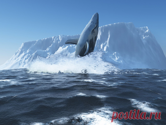 миг выныривания кита