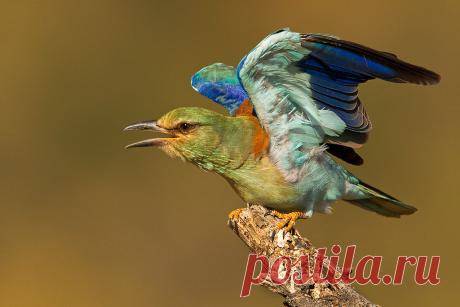 Eurasian Roller (Coracias garrulus) Learn more at: www.ApertureAcademy.com  Africa is a birders paradise. While I'm not big on birds (except birds of prey) this little guy was so damn colorful I couldn't resist.  It ook this shot in the early morning minutes where the sun was low and warm. He was enjoying the warming up from a cool night and put on quite a show for me.  Taken in Samburu, Kenya Africa