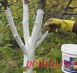 КАК ПРАВИЛЬНО УХАЖИВАТЬ ЗА ЯБЛОНЯМИ, ЧТОБЫ СОХРАНИТЬ И УВЕЛИЧИТЬ УРОЖАЙ ЯБЛОК
Сохрани шпаргалку, поделись с одноклассниками! 
Затяжная холодно-дождливая весна, традиционные уже заморозки сделали свое черное дело - яблок завязалось негусто. Хуже всего то, что этот жиденький урожай легко потерять. Но можно и наоборот - увеличить.
Поддерживающая терапия
В первую очередь надо «запустить корни» и кору яблонек. Все это сделать до примитивного просто. «Разогреваем кору» бороздованием. Прорезаем кору