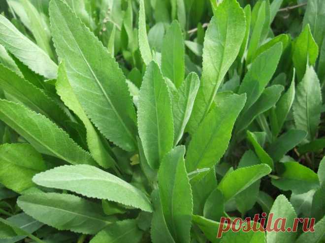 Забытое растение из далекого детства