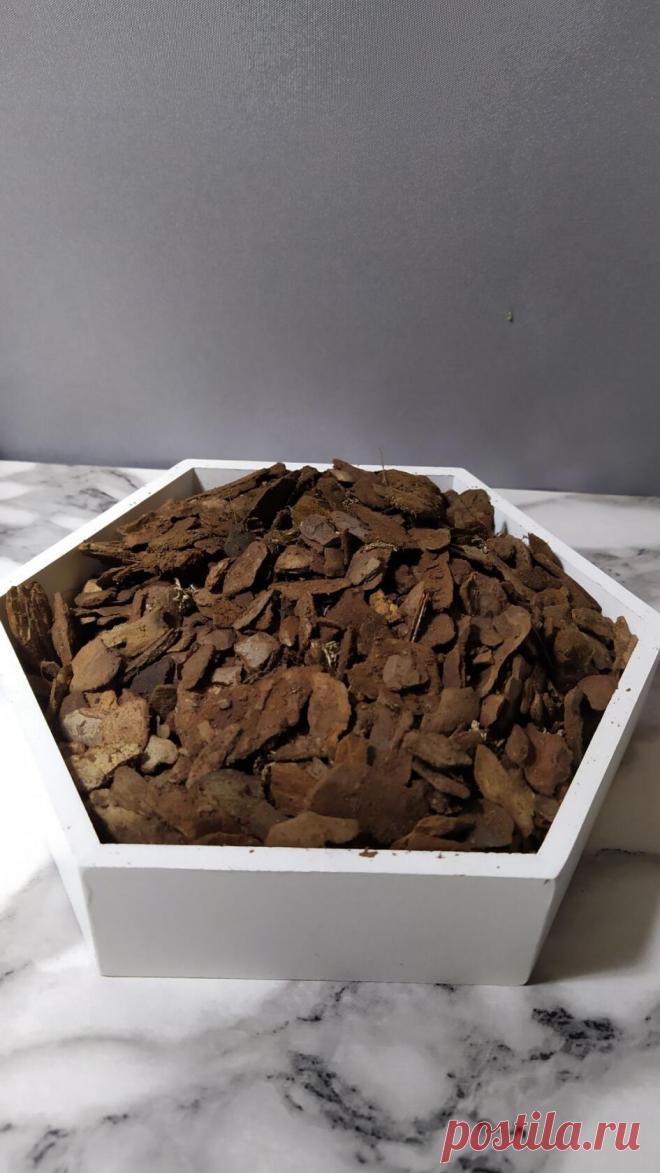 Орхидеи Ржев Юлия Кора сосны мелкая для орхидей и подростков