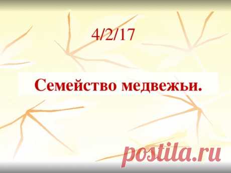"Семейство медвежьи". Презентация к уроку биологии.