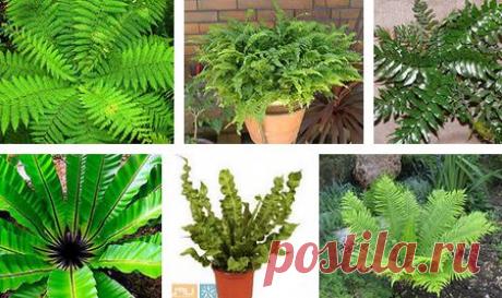 Папоротники:виды,уход,размножение, И ЗДЕСЬ --- https://elektro-sadovnik.ru/index.php/komnatnie-rasteniya/499-yhod-za-komnatnymi-paporotnikami