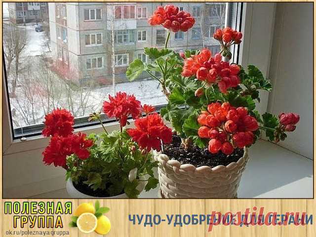 Одноклассники