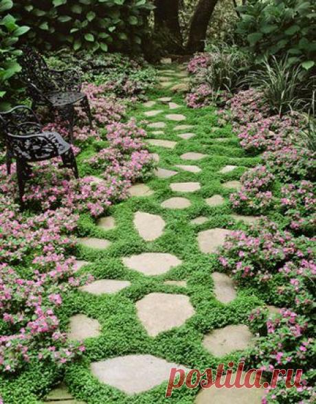 (+1) тема - ДИХОНДРА 2 в 1! И ампель и почвопокровник! | САД НА ПОДОКОННИКЕ