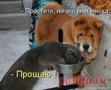 Проснулся сам - разбуди хозяина. Забавная котоматрица