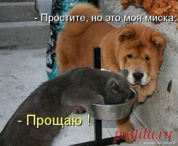 Проснулся сам - разбуди хозяина. Забавная котоматрица