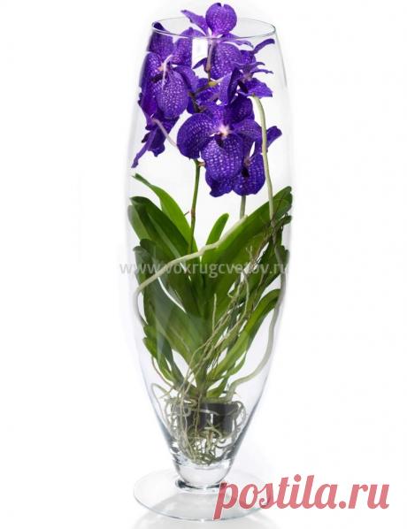 Орхидея Ванда в стеклянной вазе купить - интернет магазин «Вокруг цветов»