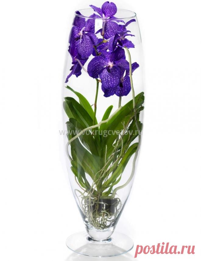 Орхидея Ванда в стеклянной вазе купить - интернет магазин «Вокруг цветов»
