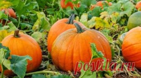 Болезни и вредители тыквы 

Наиболее распространенные заболевания тыквенных культур - антракноз, ложная мучнистая роса, мучнистая роса и различные гнили. Из вредителей на тыквенных чаще всего встречаются тля, белокрылка и паутинный клещ, всходам вредит ростковая муха. 

При заболевании антракнозом на пораженных листьях растений образуются округлые, расплывчатые пятна. Затем листья буреют, сохнут и крошатся. На стеблях появляются слизистые оранжевые подушечки, плоды сморщив...