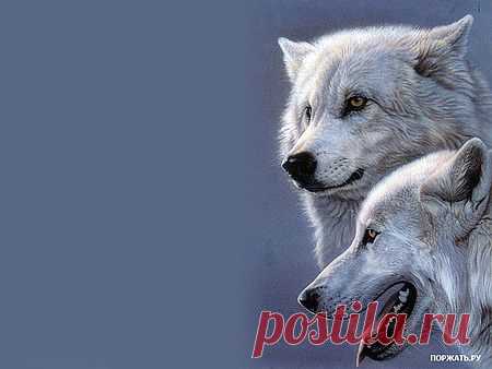3D рисунки животных (15 рисунков) &raquo; Поржать.ру
