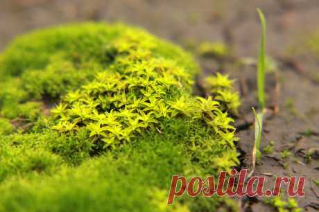 Мох на садовом участке: почему появляется и как избавиться? | 6 соток