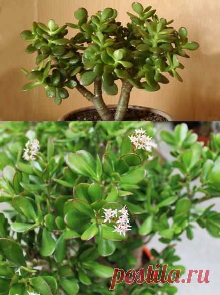 Лечебные свойства и лечение листьями толстянки — Всегда в форме!