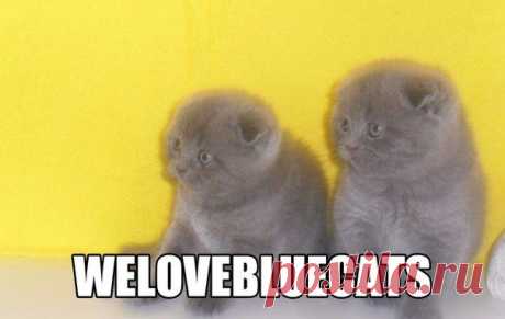 предлагаю для резервирования и продажи шотландских прямоухих и вислоухую деток отличного породного типа