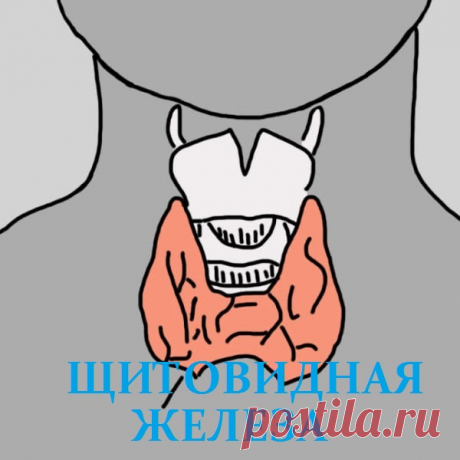 12 признаков того, что надо проверить щитовидную железу. Скрытый враг — гипотиреоз