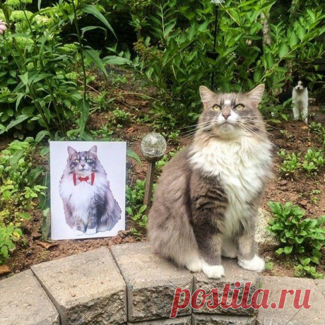 Знакомьтесь - Эрл Грей, самый милый кандидат в премьер-министры Канады / Питомцы