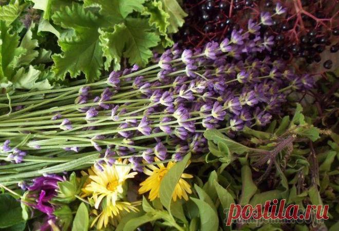 Лучшие травы от перхоти и выпадения волос Причин выпадения волос очень много, но их можно сгруппировать в две большие группы.
Так, пряди выпадают вследствие рецидива какого-либо внутреннего заболевания либо по причине негативного воздействия ...