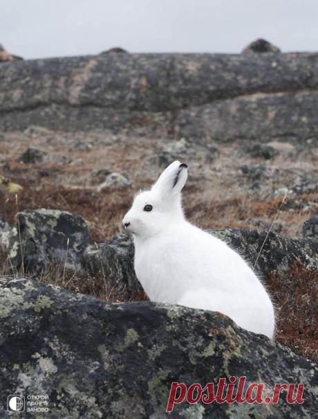 Арктический беляк Арктический беляк — заяц, в основном приспособленный к обитанию в полярных и гористых местностях. Раньше он считался подвидом зайца-беляка, но сейчас выделяется как отдельный вид.Арктический беляк распространён по тундровым регионам в Гренландии и в самых северных частях Канады:...