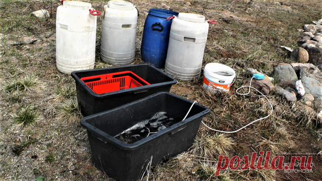 Зарыбляю 50 кг маленького карпа в пруд. По всем правилам | Хозяйство Воронова | Яндекс Дзен